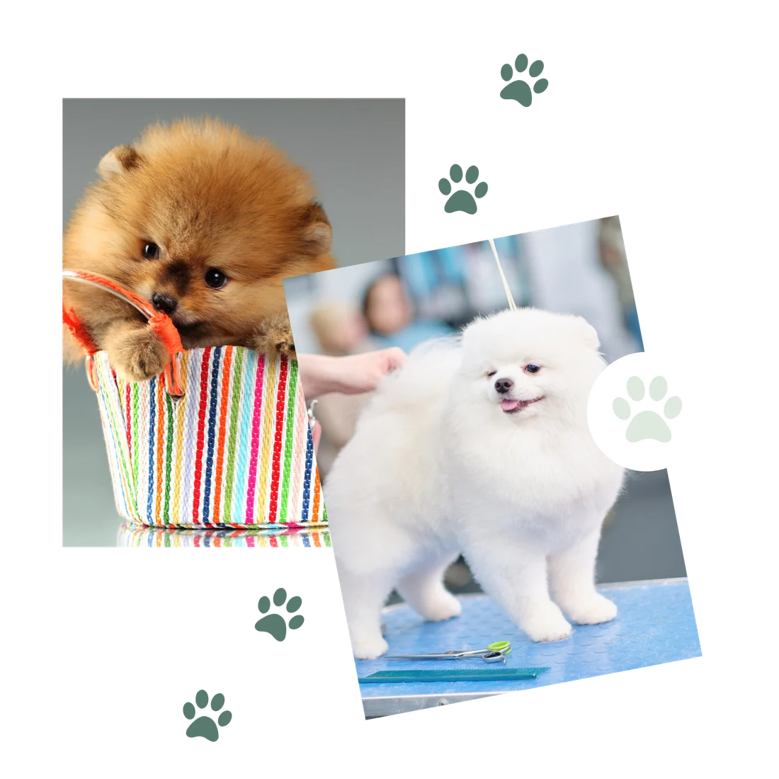 Pomeranian puppies