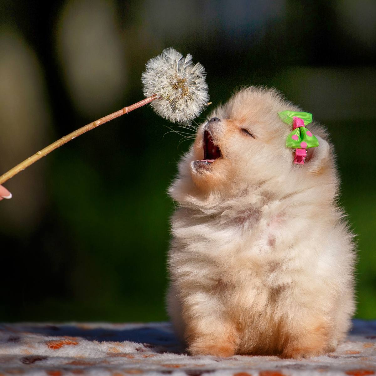 Pomeranian puppy