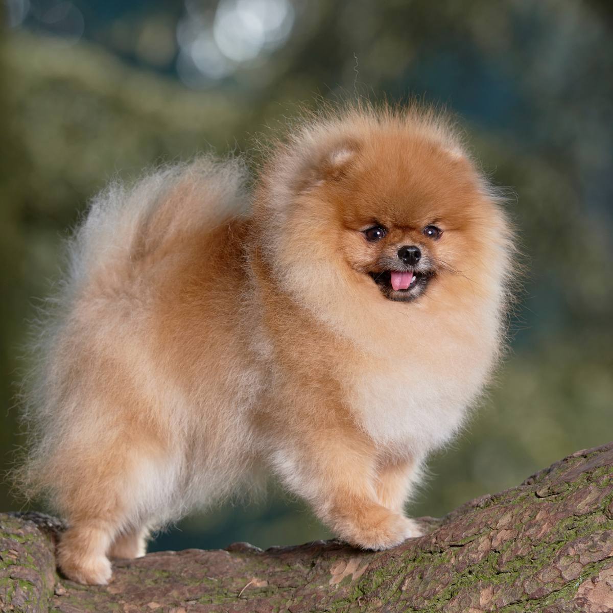 Pomeranian puppy