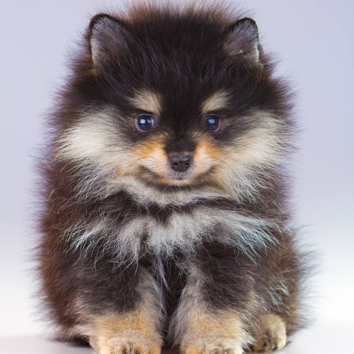 Pomeranian puppy