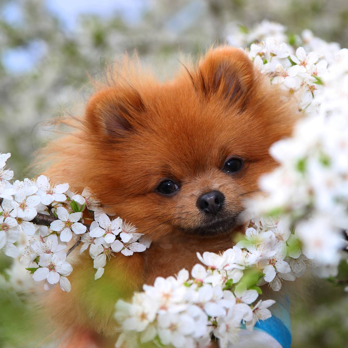Pomeranian puppy