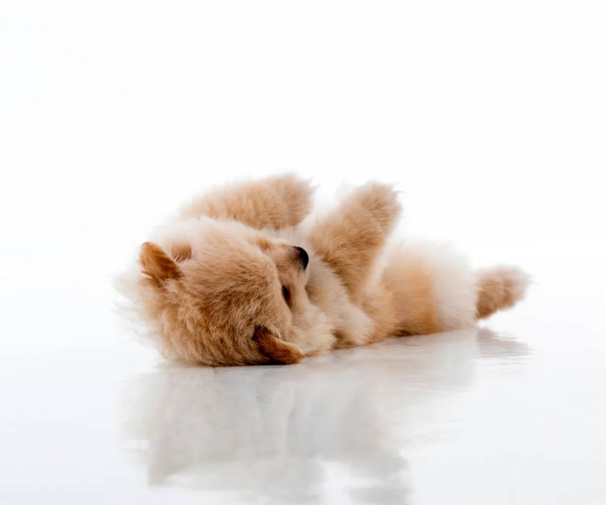 Pomeranian puppy