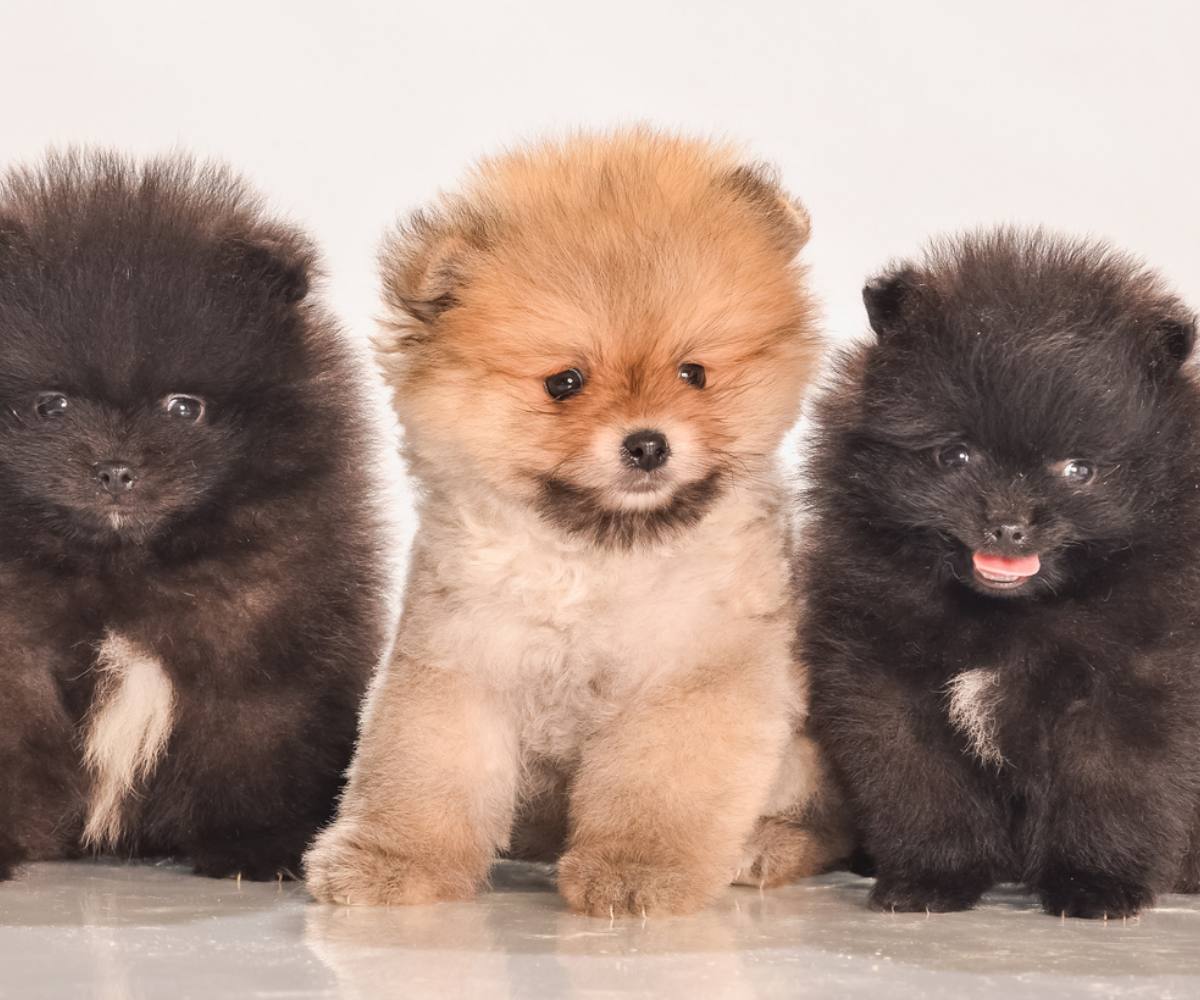 Puppy Name, a Pomeranian puppy