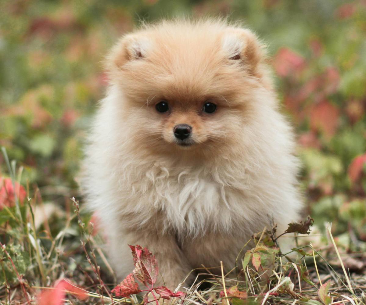 Pomeranian puppy