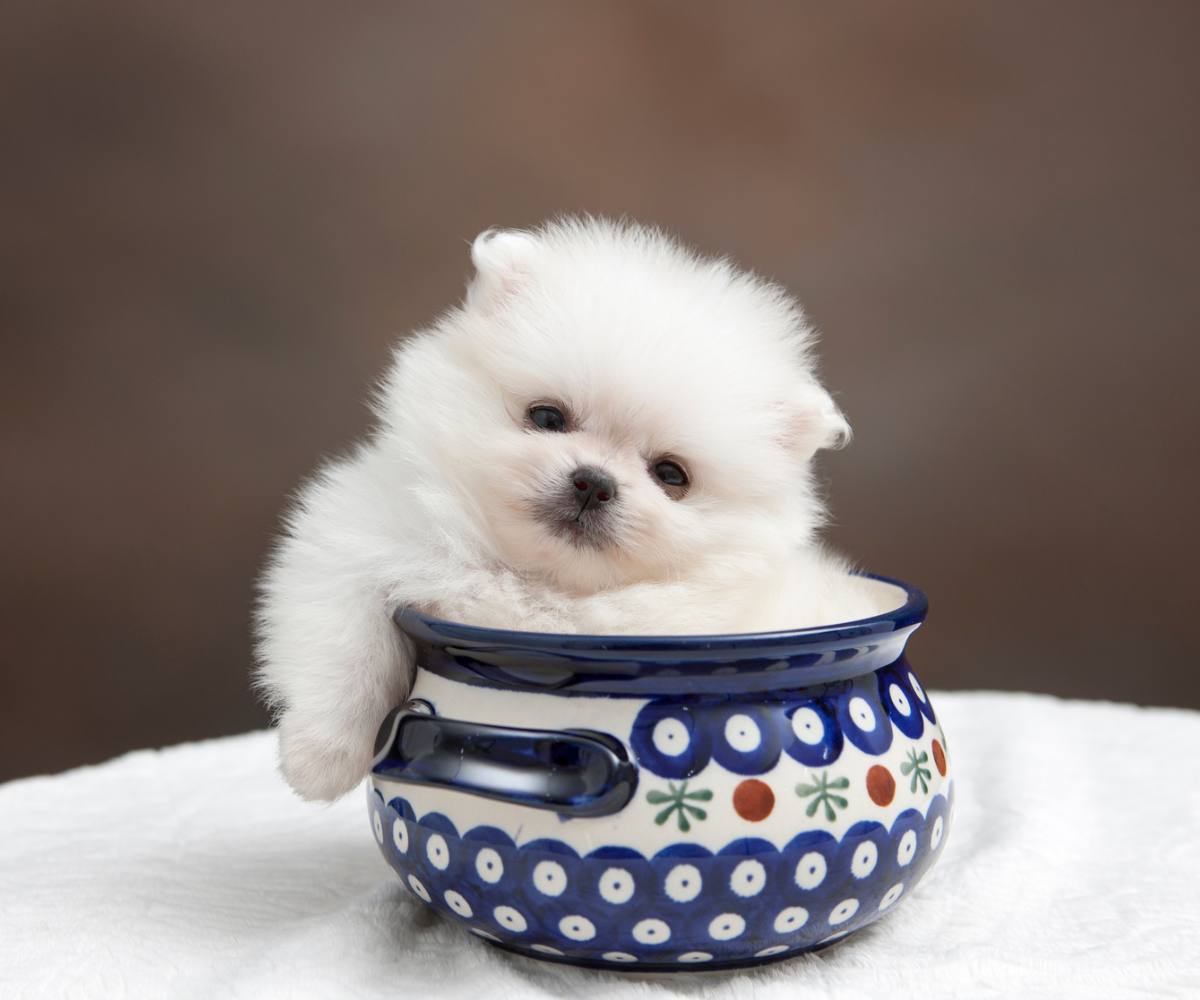 Pomeranian puppy